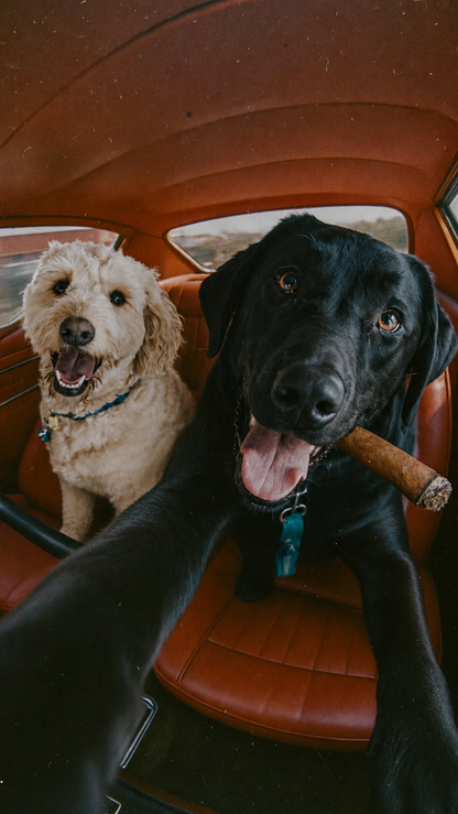 Cuadro Decorativo Personalizado, Marco Natural la foto de tu mascota más divertida - Auto