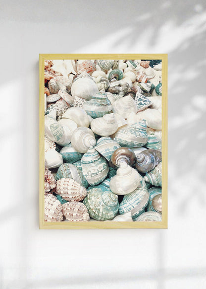Cuadro Decorativo Playa, Caracoles Monton