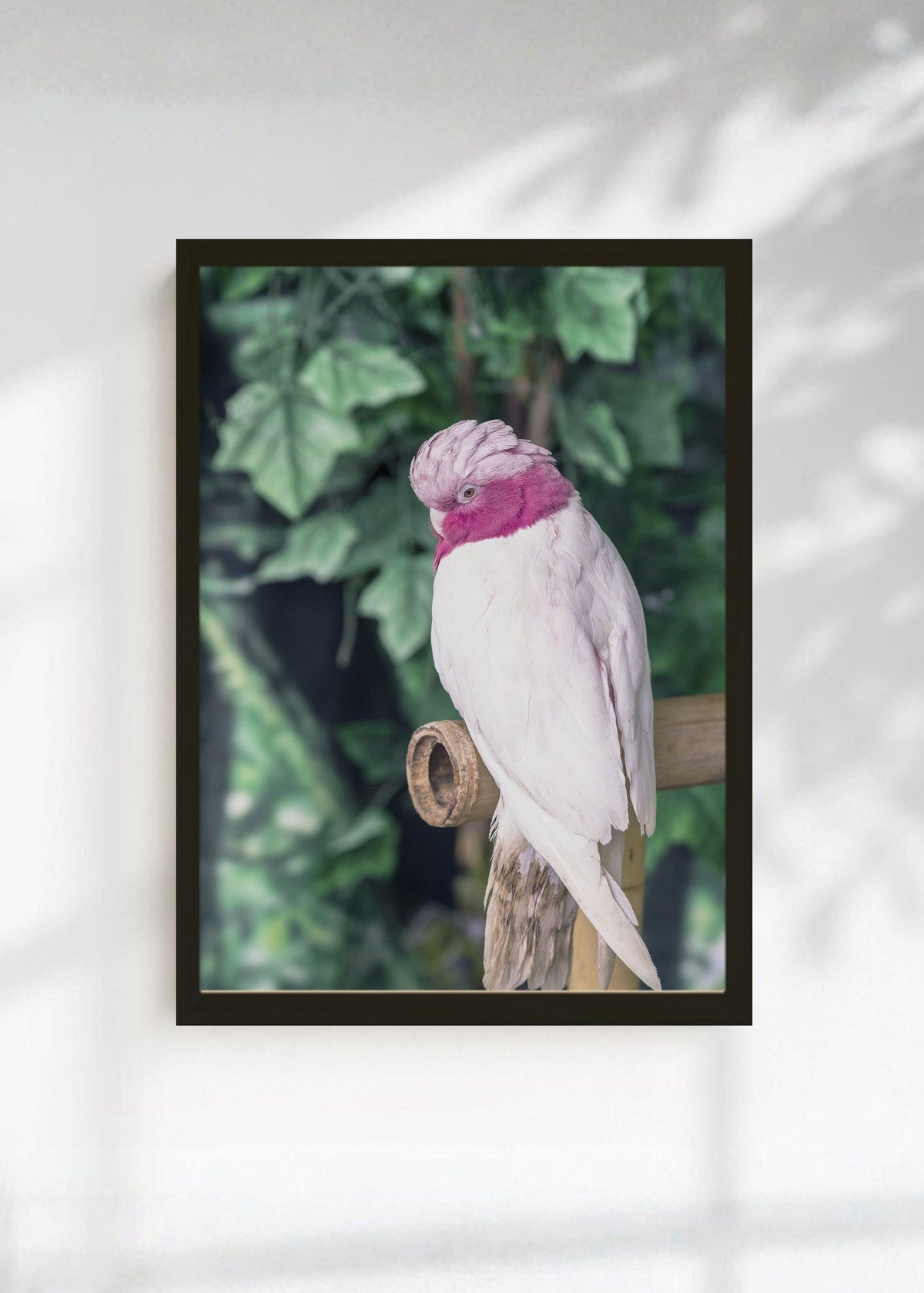 Cuadro Decorativo Playa, Cacatúa Rosa Verde