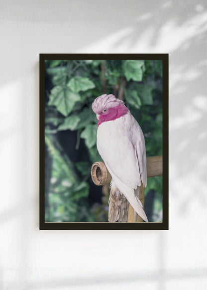 Cuadro Decorativo Playa, Cacatúa Rosa Verde