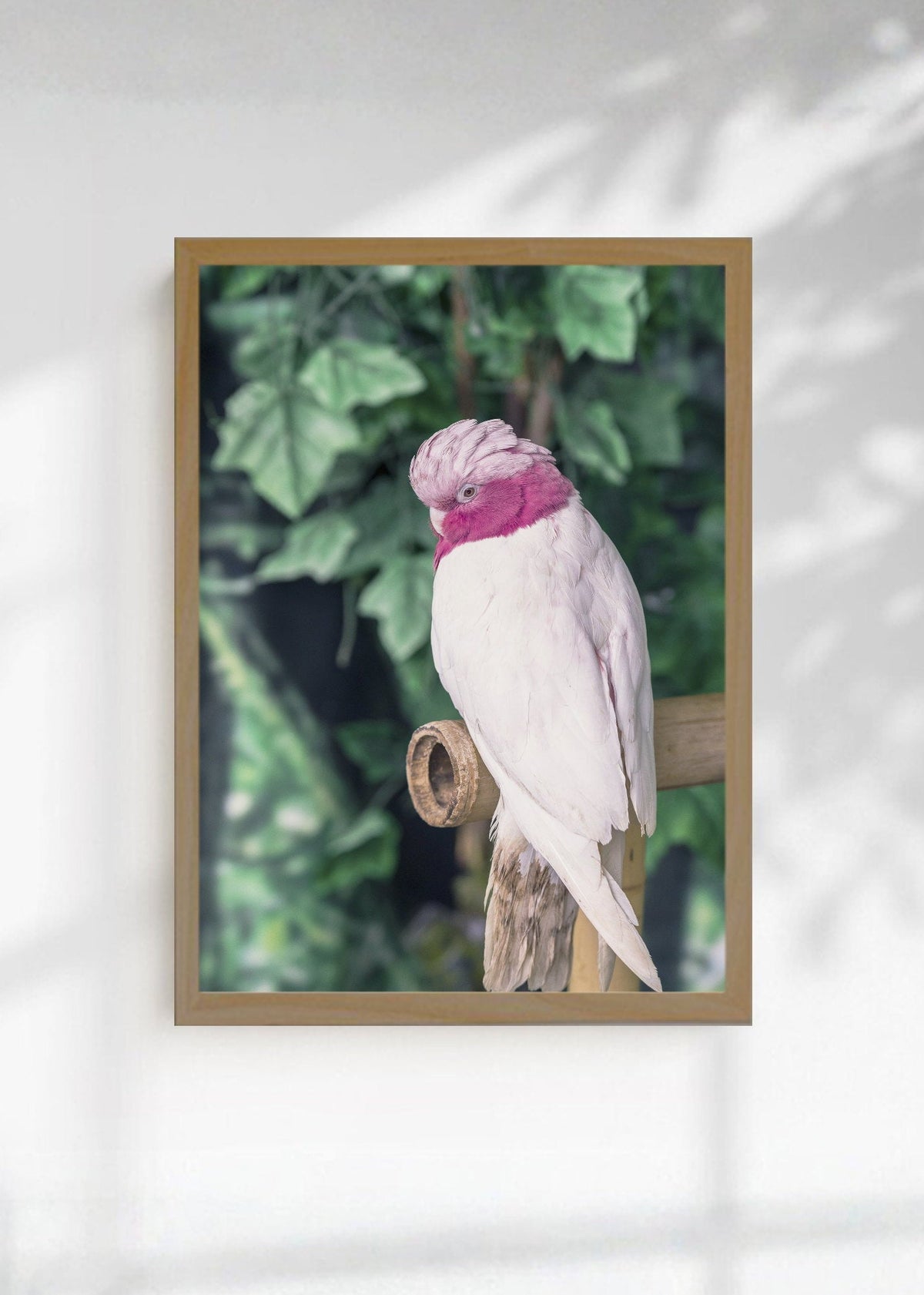 Cuadro Decorativo Playa, Cacatúa Rosa Verde