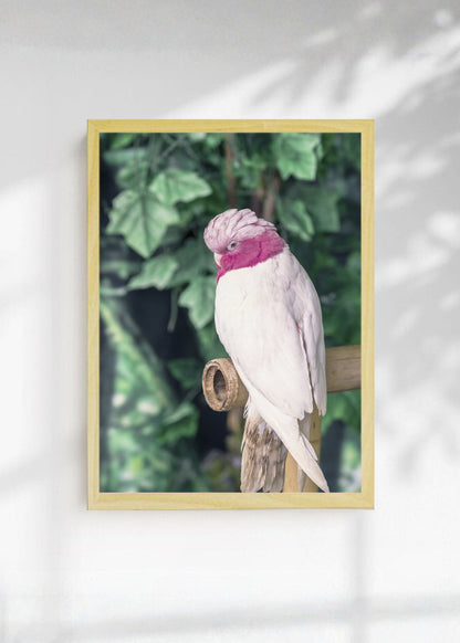 Cuadro Decorativo Playa, Cacatúa Rosa Verde