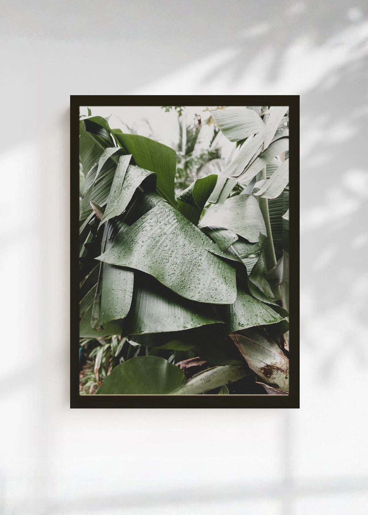Cuadro Decorativo Playa, Hojas Banano Salvia