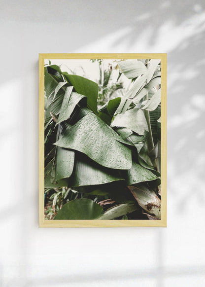 Cuadro Decorativo Playa, Hojas Banano Salvia