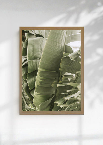 Cuadro Decorativo Playa, Hojas Banano Verde