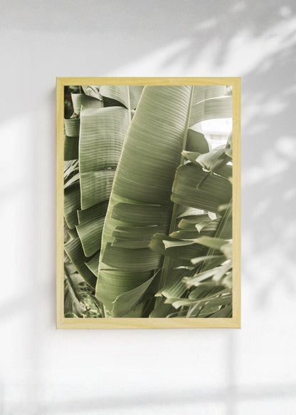 Cuadro Decorativo Playa, Hojas Banano Verde