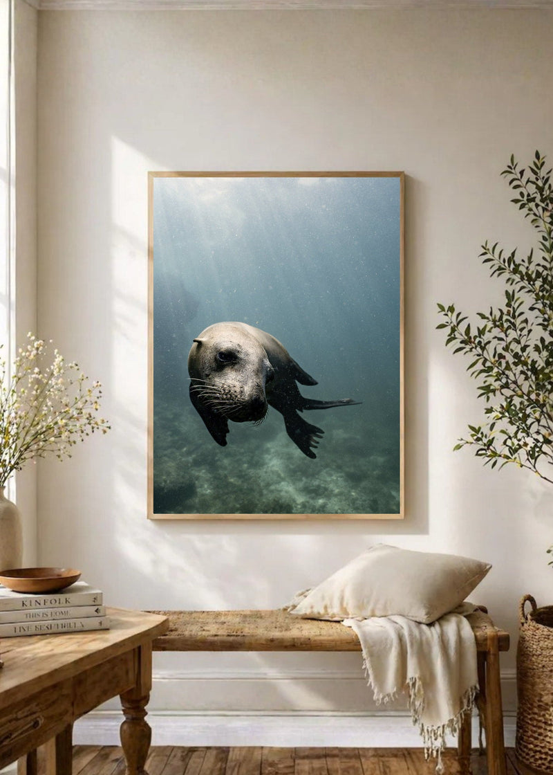 Lobo Marino Agua