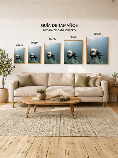 Cuadro Decorativo Playa, Lobo Marino Agua