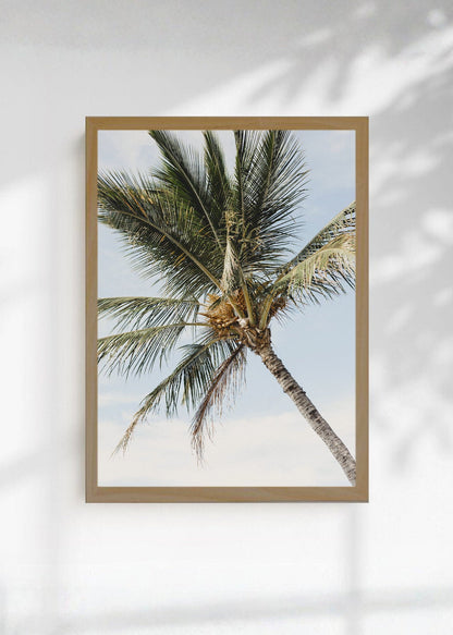Cuadro Decorativo Playa, Palmera Contrapicado Cielo