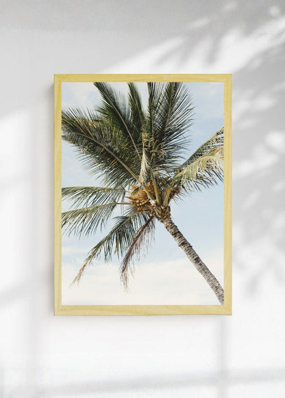 Cuadro Decorativo Playa, Palmera Contrapicado Cielo