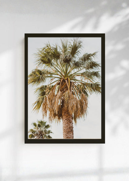 Cuadro Decorativo Playa, Palmera Copa Cielo