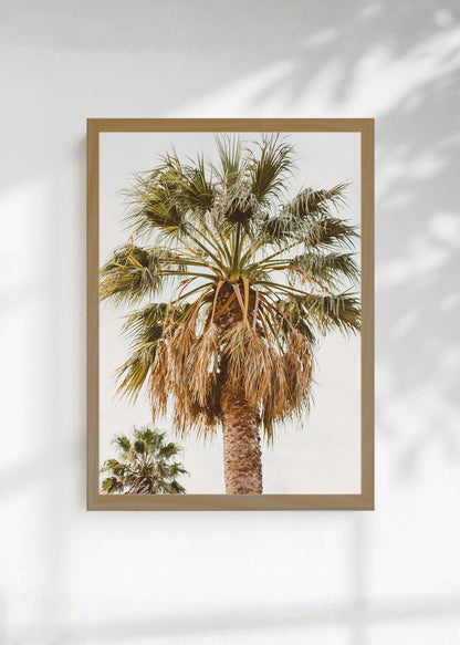 Cuadro Decorativo Playa, Palmera Copa Cielo