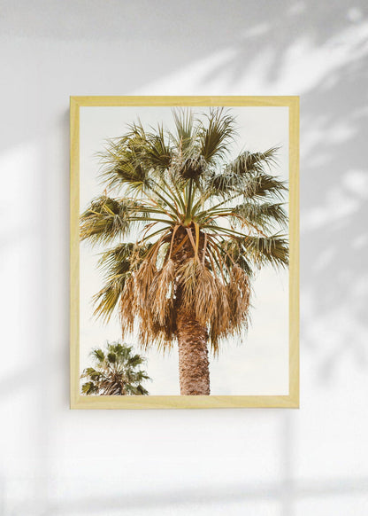Cuadro Decorativo Playa, Palmera Copa Cielo