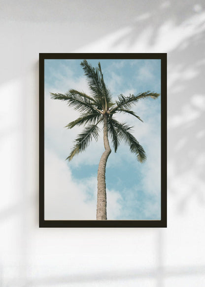 Cuadro Decorativo Playa, Palmera Sola Cielo
