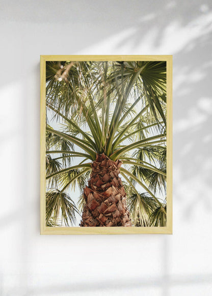 Cuadro Decorativo Playa, Palmera Tronco Verde