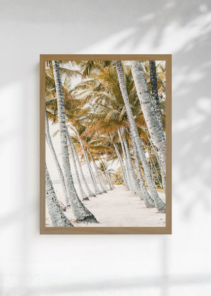 Cuadro Decorativo Playa, Palmeral Blanco