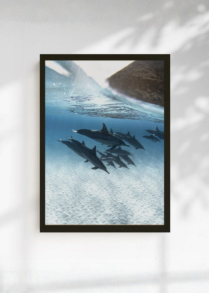Cuadro Decorativo Playa, Tiburones Bajo Agua