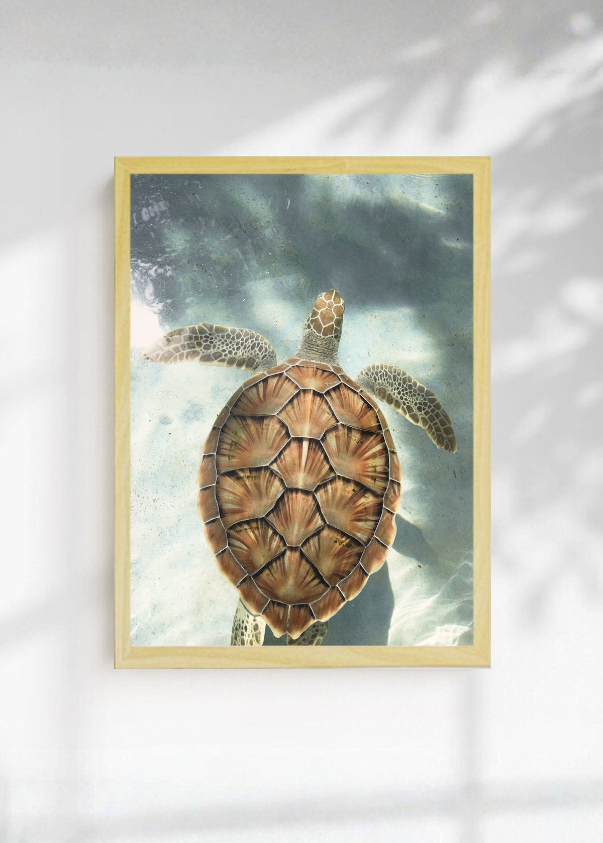 Cuadro Decorativo Playa, Tortuga Marina Agua