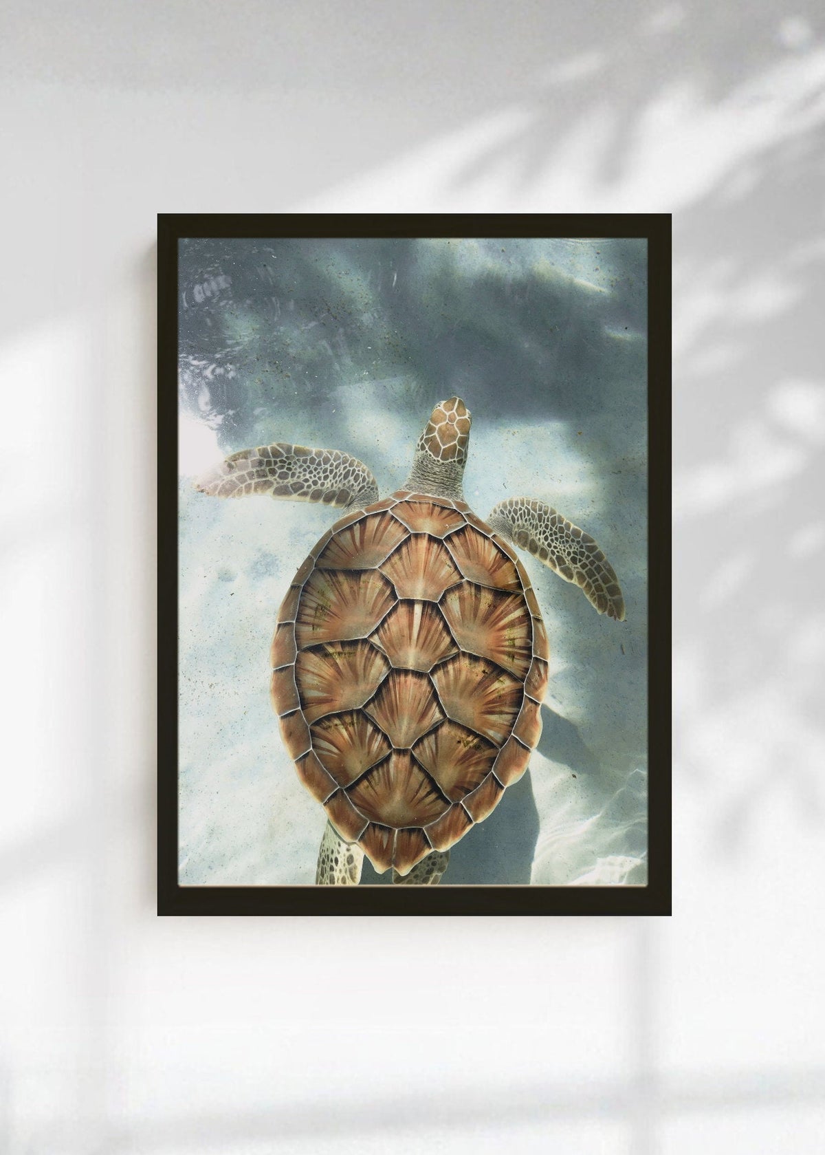 Cuadro Decorativo Playa, Tortuga Marina Agua