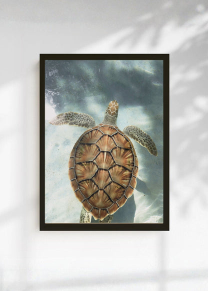 Cuadro Decorativo Playa, Tortuga Marina Agua