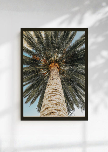 Cuadro Decorativo Playa, Tronco Palmera Abajo