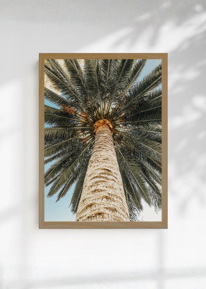 Cuadro Decorativo Playa, Tronco Palmera Abajo