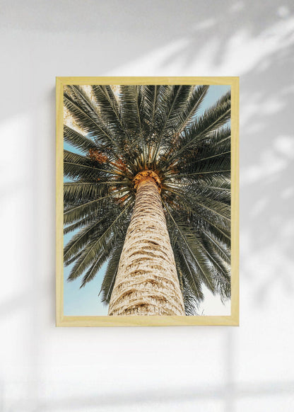 Cuadro Decorativo Playa, Tronco Palmera Abajo