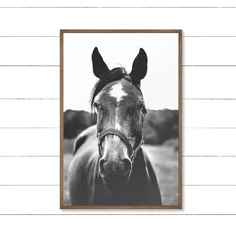 Cuadro Decorativo Caballos, Amantes de los Caballos XIV
