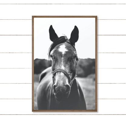 Cuadro Decorativo Caballos, Amantes de los Caballos XIV