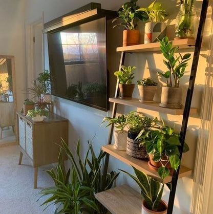 Estante Inclinado - Tree House Deco